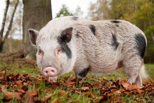 Pig in the autumn