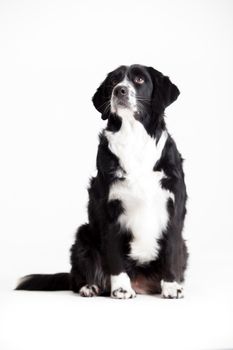 Happy dog photographed in the studio on a white background