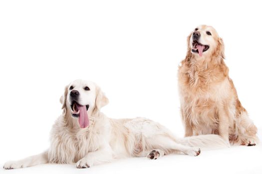 Happy dog photographed in the studio on a white background