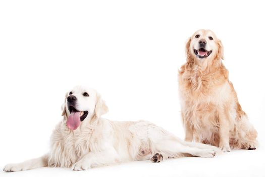 Happy dog photographed in the studio on a white background