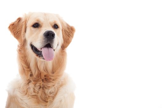 Happy dog photographed in the studio on a white background