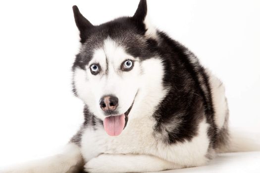 Happy dog photographed in the studio on a white background