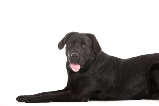 Happy dog photographed in the studio on a white background