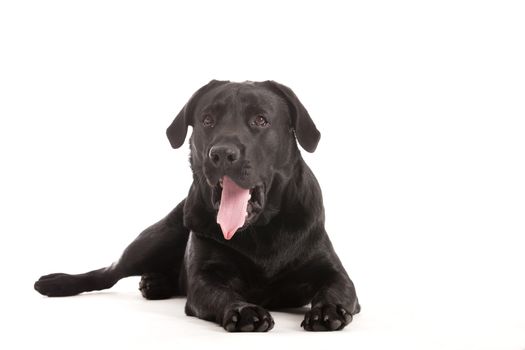 Happy dog photographed in the studio on a white background