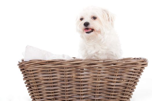 Happy dog photographed in the studio on a white background