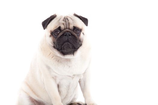 Happy dog photographed in the studio on a white background