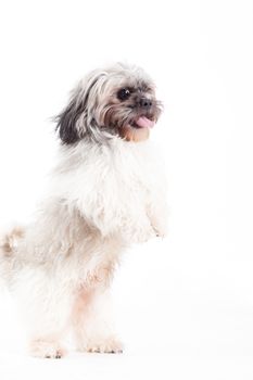 Happy dog photographed in the studio on a white background