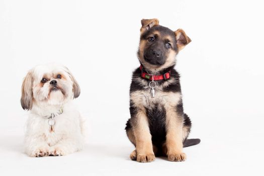 Happy dog photographed in the studio on a white background