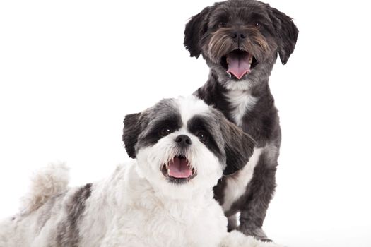 Happy dog photographed in the studio on a white background