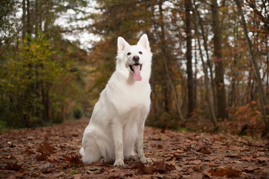 Happy dog photographed outside in the forest