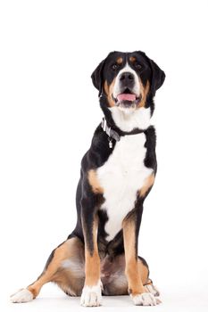 Happy dog photographed in the studio on a white background