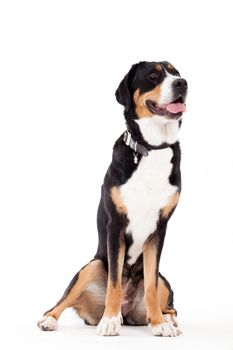 Happy dog photographed in the studio on a white background