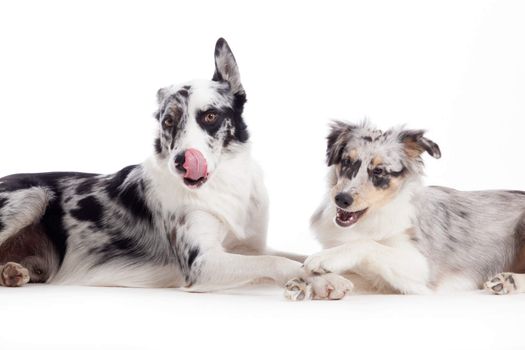 Happy dog photographed in the studio on a white background