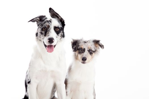 Happy dog photographed in the studio on a white background