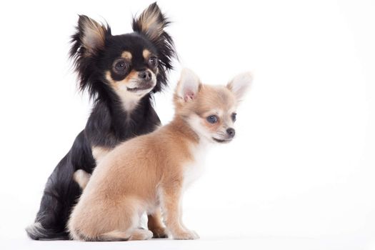 Happy dog photographed in the studio on a white background