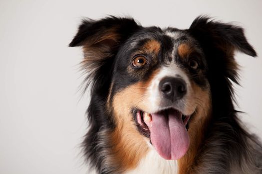 Happy dog photographed in the studio on a white background