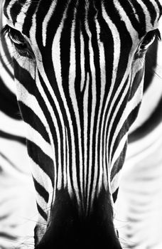 Artistic closeup portrait of a zebra. Graphical pattern. Black and white photo.