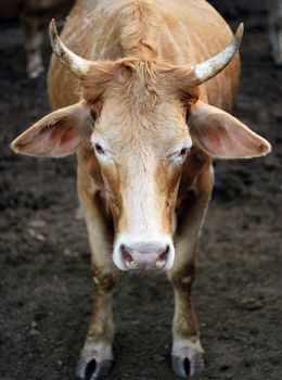 Cows staring