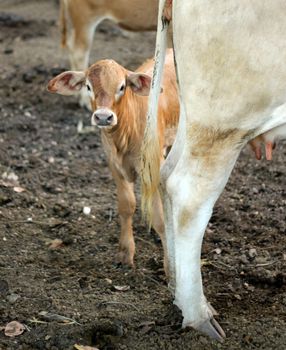 Calf staring