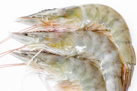 Live shrimps on white background.