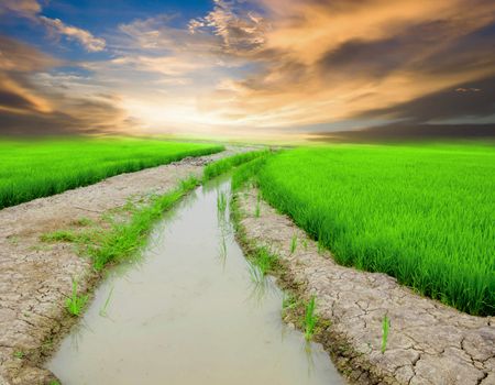 Trees with a ditch of water use in rice farming in Thailand.
