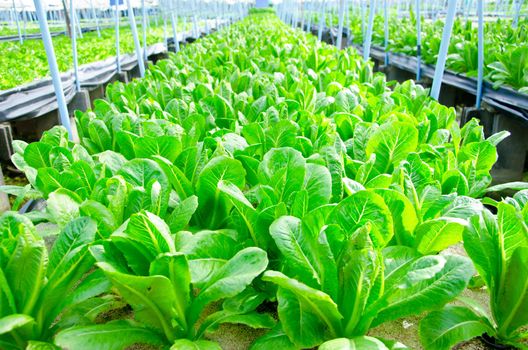 Cos Lettuce, Romaine Lettuce hydroponics vegetable farm in Thailand