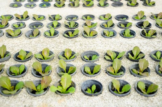 Row of young green cos lettuce/ butterhead - hydroponics vegetable farm in Thailand.