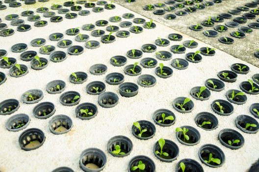 Row of young green cos lettuce/ butterhead - hydroponics vegetable farm in Thailand.