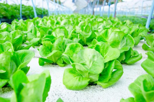 green cos lettuce/ butterhead - hydroponics vegetable farm in Thailand