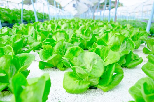 green cos lettuce/ butterhead - hydroponics vegetable farm in Thailand