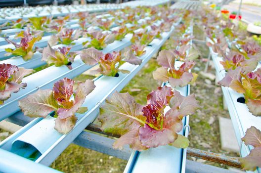 Red batavia vegetable in hydroponic farm
