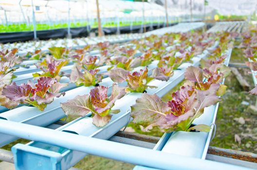 Red batavia vegetable in hydroponic farm