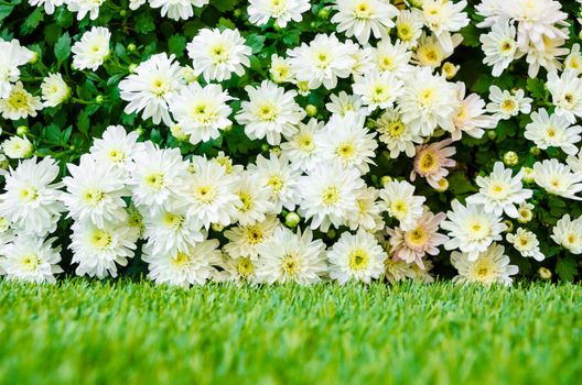 Many white chrysanthemum flower on grass.