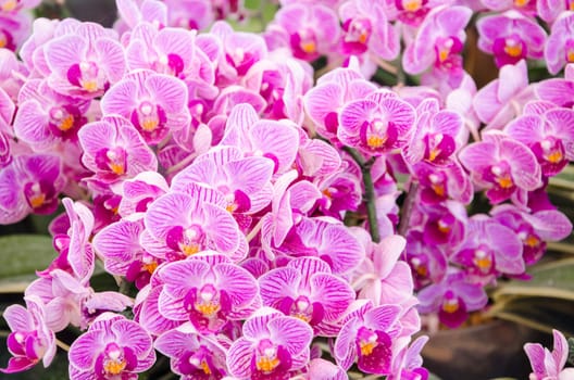 pink orchid in garden.