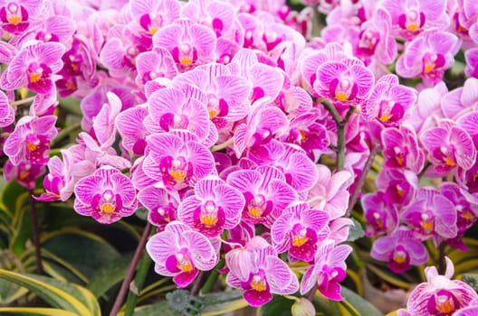 pink orchid in garden.