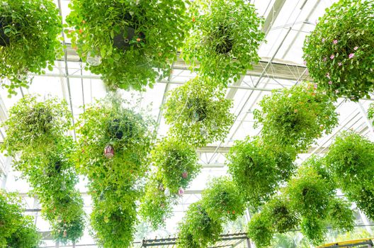 flower in pots hanging on the roof, decorate in garden