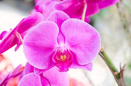 pink orchid in garden.