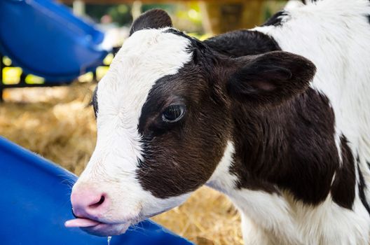 Baby cow drinking water in farm