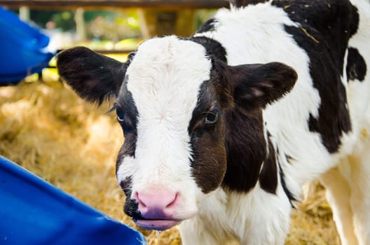 Baby cow drinking water in farm