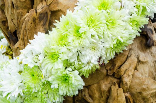 spring flowers on wooden background.