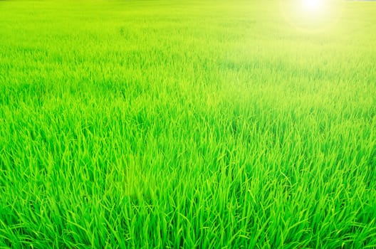 Green Rice field background.