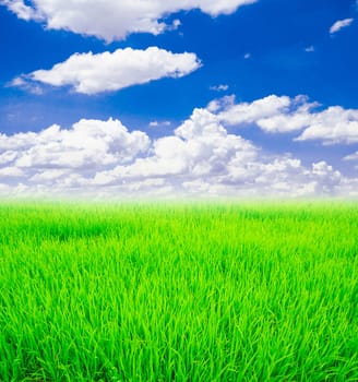 Green Rice field and blue sky.