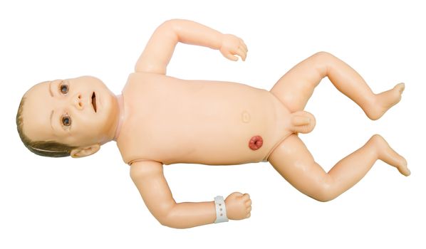 Baby anatomy. Training model for students studying medicine. clipping path.