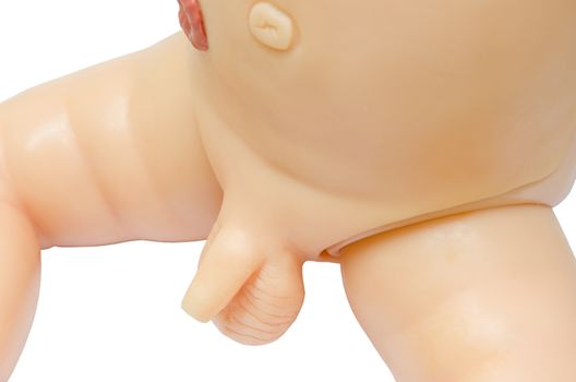 anatomy penis of male for used medical study. clipping path.