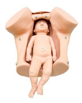 Training anatomy model for students studying medicine. Simulation of birth. Newborn in vagina, female. clipping path.