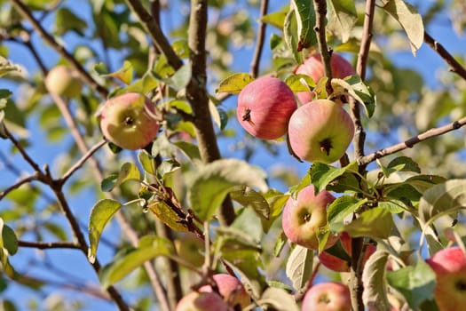 Ripe apples dangling on apple tree branches with selected focus