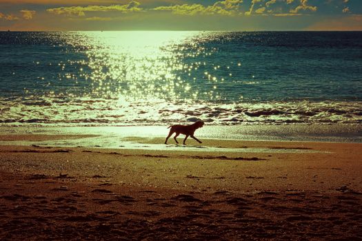dog running on the beach in Savona,Liguria, Italy