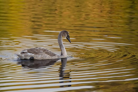 Mute Swan on the lake in the wild