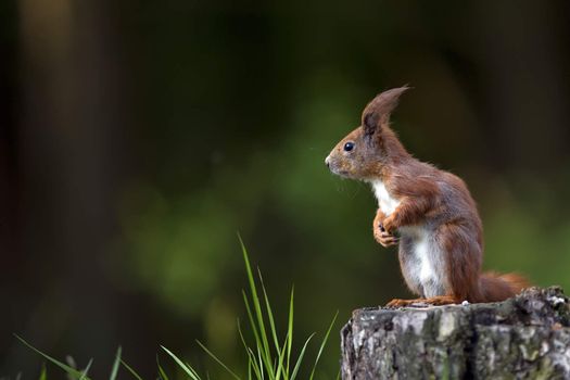 Red squirrel in the wild in the forest