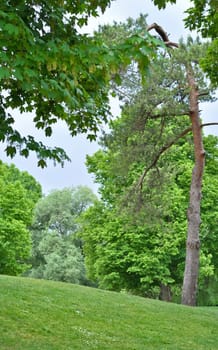 Forest landscape. Green trees